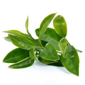 VittaBurn Ingredient